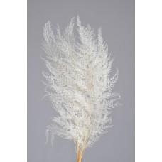 LACE FERN 16" x 6"  Bleached- OUT OF STOCK